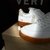 Tenis Vert V 12