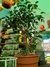Ficus Danielle envase 3 litros