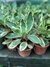 Peperomia rosada