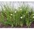 Dietes bicolor envase 3/4lts