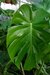 COSTILLA DE ADÁN (MONSTERA DELICIOSA)