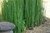 Equisetum (Cola de caballo) envase 3/4 lts.