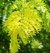 Acacia negra dorada (Gleditsia "Sumburst")