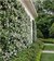 Jazmin de Leche (trachelospermum jasminoides) envase 3 lts. - comprar online
