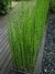Equisetum (Cola de caballo) envase 3/4 lts. - comprar online