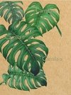 CF126 MONSTERA DELICIOSA