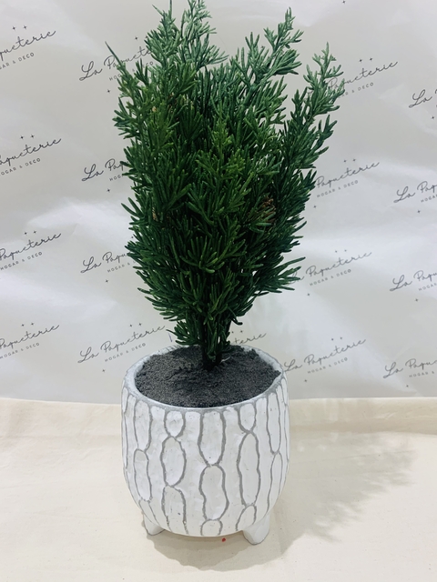 Mini Pino en Maceta