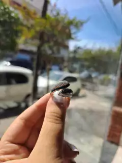 anillo vienna - La isla