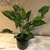Planta Alocasia 50CM - comprar online