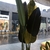 Planta de Strelitzia 120cm