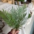 Vara palmera Kentia 40cm