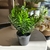 PLANTA HELECHO 23CM