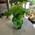 PLANTA COSTILLA 17CM