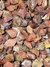 Jaspe rojo kenya en bruto x 200gr - tienda online