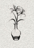 vaso