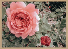 ROSAS (4489) - comprar online
