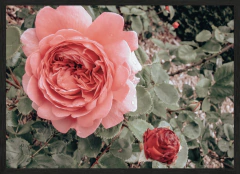 ROSAS (4489) en internet