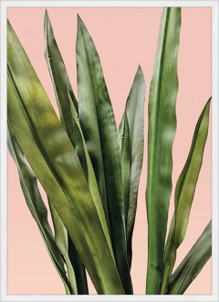 MINIMAL PLANT XIV (7332) en internet