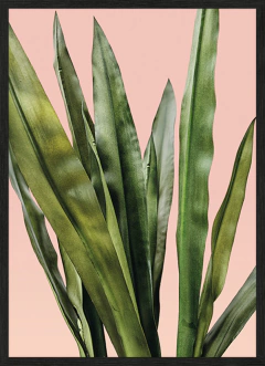 MINIMAL PLANT XIV (7332)
