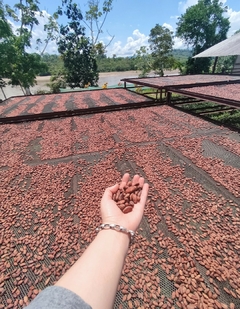 SEMILLAS DE CACAO TOSTADAS - tienda online