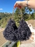 Bolsa Teddy - comprar online