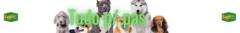 Banner da categoria Passeios com o Dog