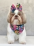 Kit Bandana e Max Laço - 5 conjuntos - comprar online