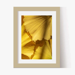 Hojas Ginkgo (C) (GWA00183) - tienda online