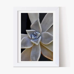 Suculentas x3 (C) - Genoveva Wallart