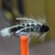 MOSCA GREY GULL WOOLY YUK BUGGER - comprar online