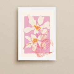 MAGNOLIA ABSTRACTA