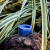 anillo piedra lapizlazuli - comprar online
