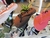 SANDALIA FEMININA DEGRADE - loja online