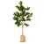 Ficus 150CM