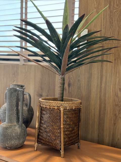 Planta Olyester
