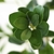 Spoon Leaf - comprar online