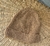 Frio