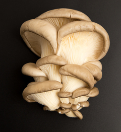 Girgolas (200gr)