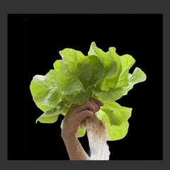 Lechuga Mantecosa Hidropónica