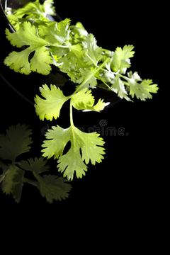 Cilantro ( Pqte )