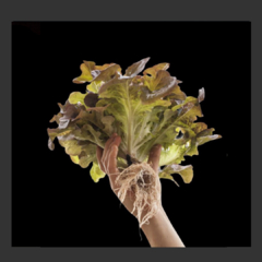 Lechuga Bicolor Hidropónica