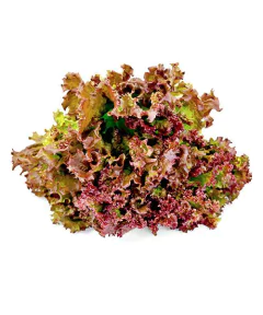 Alface Crespa Roxa Hidropônico (Maço)
