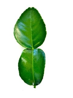 Folhas de Limão Kaffir - comprar online