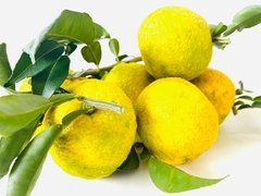 Limão Yuzu (Unidade) na internet