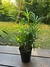 Palmito Planta de Interior S - comprar online