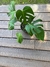 Monstera - Planta De Interior-Exterior M - comprar online