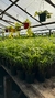 Imagen de Palmito Planta de Interior S