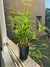Palmito Planta de Interior S