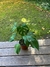 Monstera - Planta De Interior-Exterior M en internet