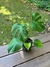 Imagen de Monstera - Planta De Interior-Exterior M